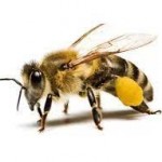 Powiększ zdjęcie Pszczoła