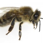 Przejdź do - Komunikat - Zasady stosowania środków ochrony roślin w sposób bezpieczny dla pszczół